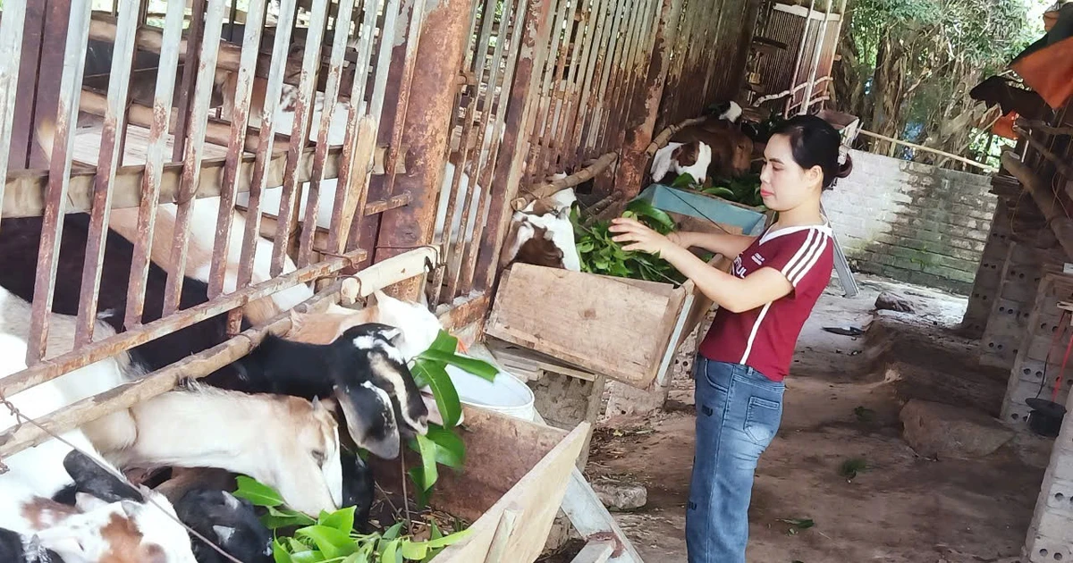 Con vật nuôi chủ lực khiến nông dân Bắc Ninh thoát nghèo