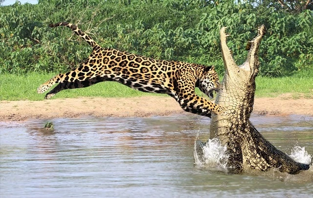 Cận cảnh màn săn cá sấu của báo gấm | Báo điện tử Tiền Phong