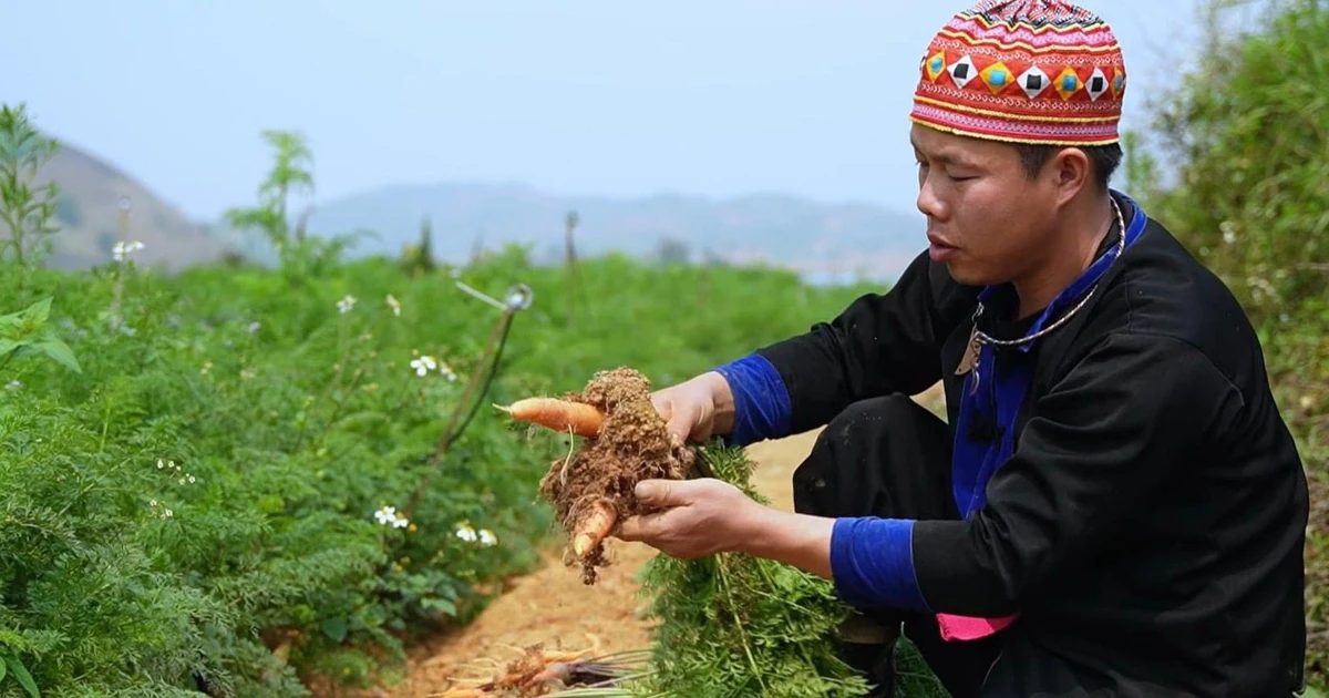 Thanh niên người Mông thoát nghèo từ nông nghiệp sạch