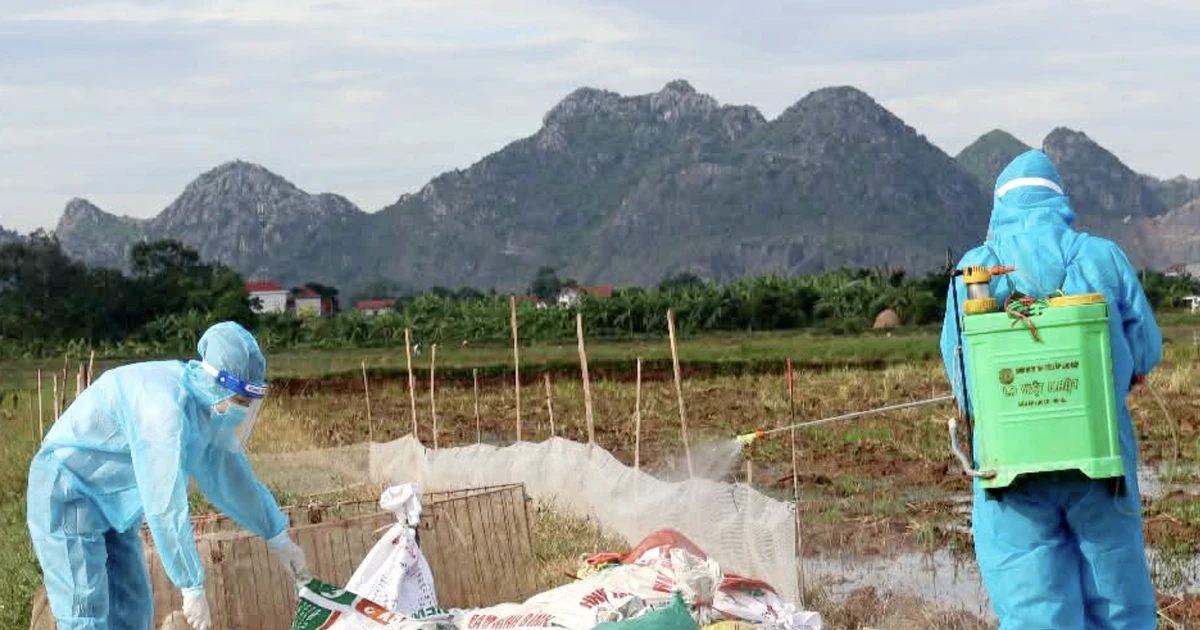 Tiêu hủy hơn 1.000 con vịt nhiễm cúm gia cầm tại Ninh Bình