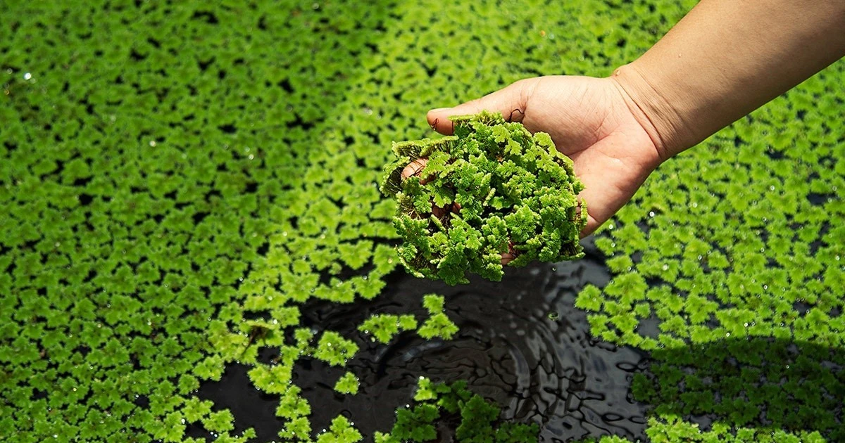 Loài thực vật nhỏ dưới đầm lầy mà bạn không ngờ tới ở châu Á có thể làm chậm quá trình lão hóa não