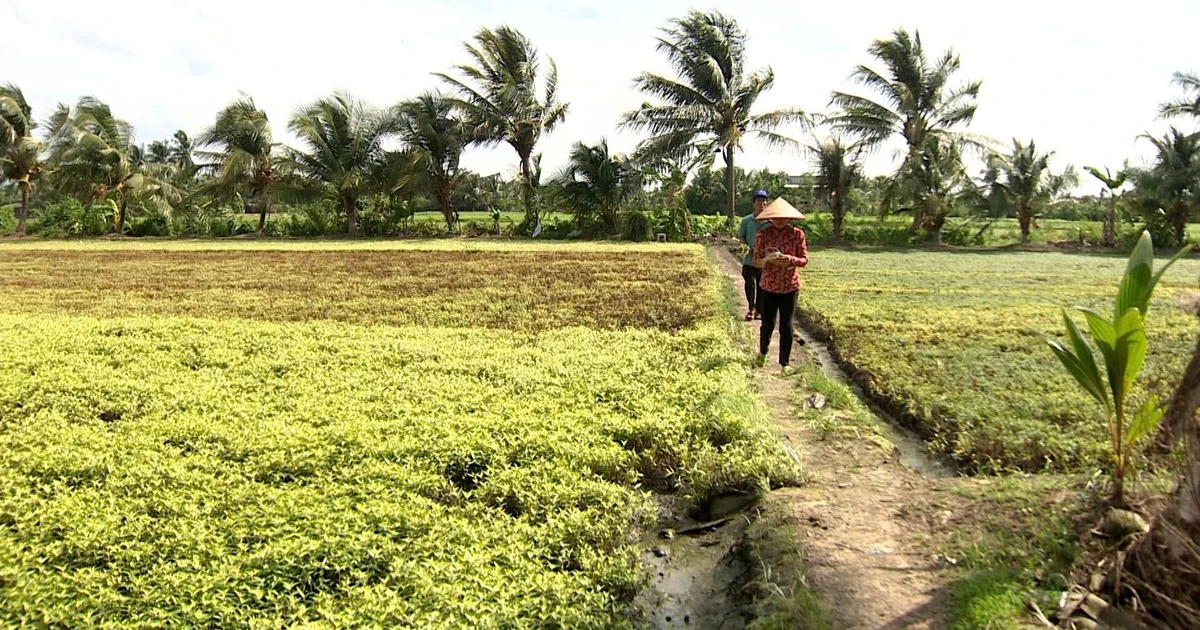 Khẩn cấp tìm nguyên nhân cánh đồng rau màu cháy lá, chết khô