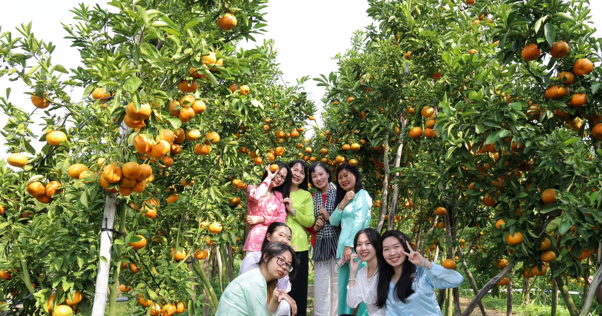 Vườn quýt hồng trĩu quả thành điểm check-in hot ở Cần Thơ