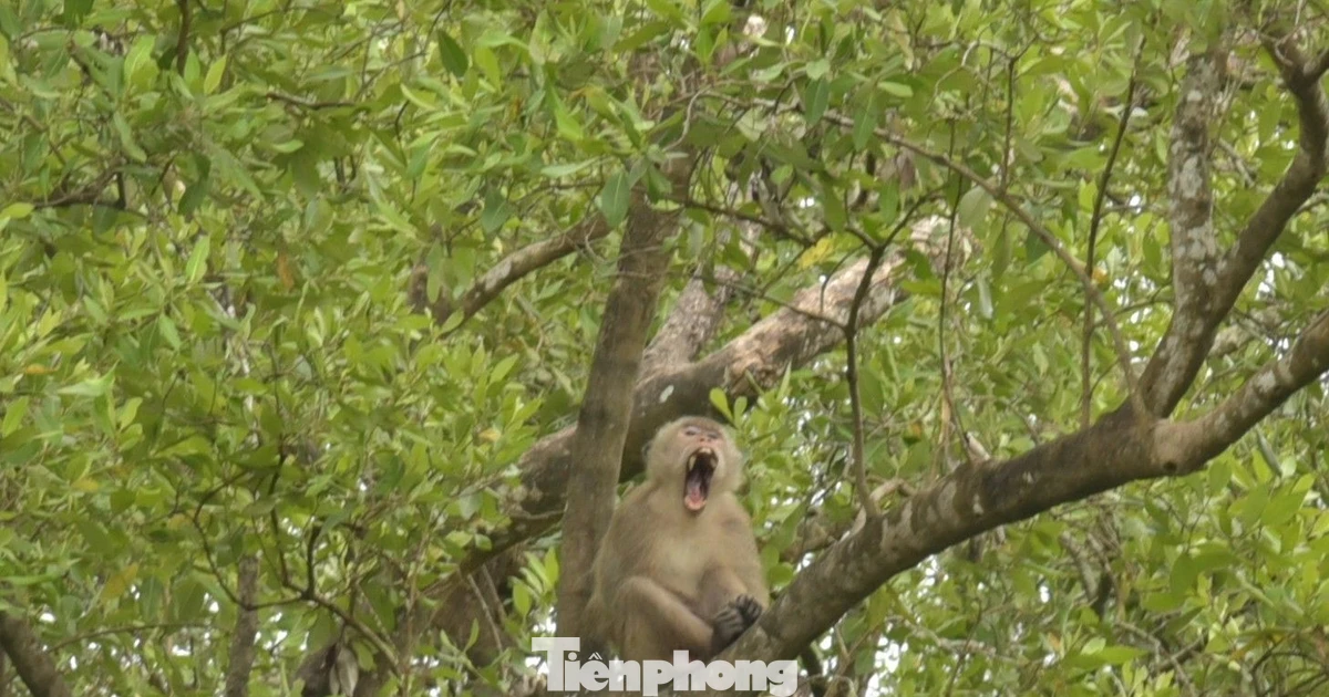 Khám phá ‘đảo khỉ’ độc nhất vô nhị cuối nguồn Mekong