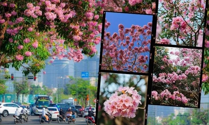 TP.HCM mùa hoa kèn hồng rực rỡ: Những tọa độ "săn mây hồng" đậm chất điện ảnh