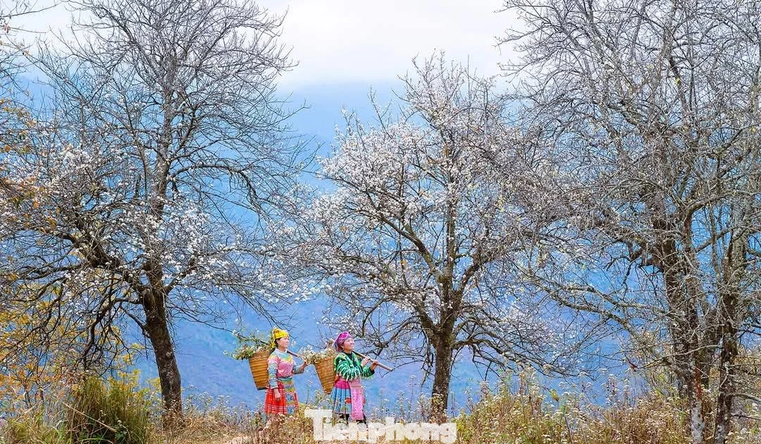 Hoa sơn tra đẹp như cổ tích giữa đất trời Tây Bắc