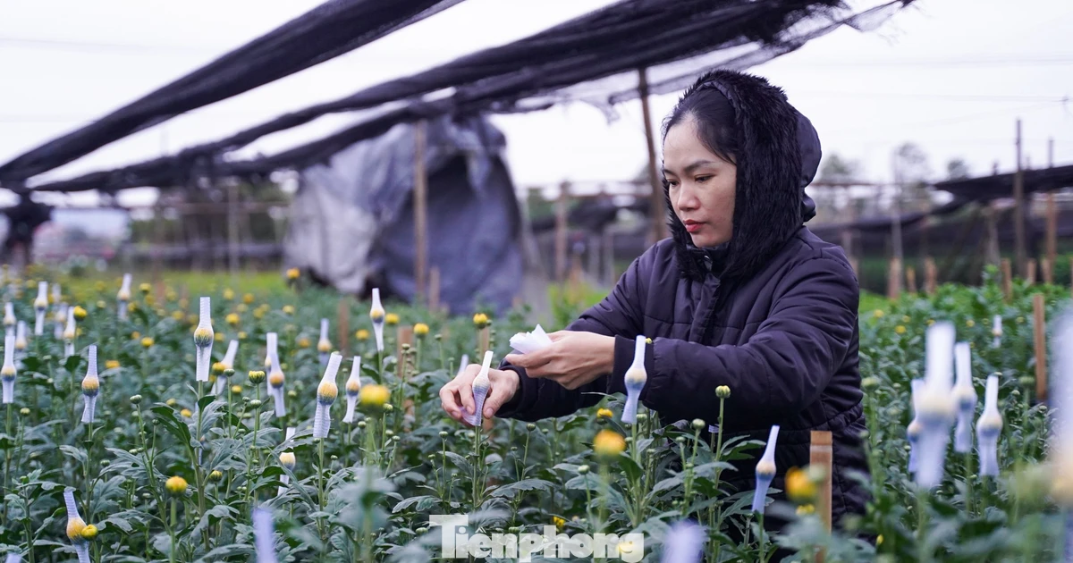 Người dân Hà Nội co ro xuống vườn chăm hoa Tết giữa giá rét 10 độ C