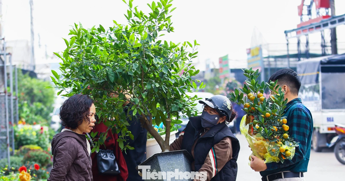 Thủ phủ hoa, cây cảnh lớn nhất miền Bắc 'chạy đua' cùng Tết