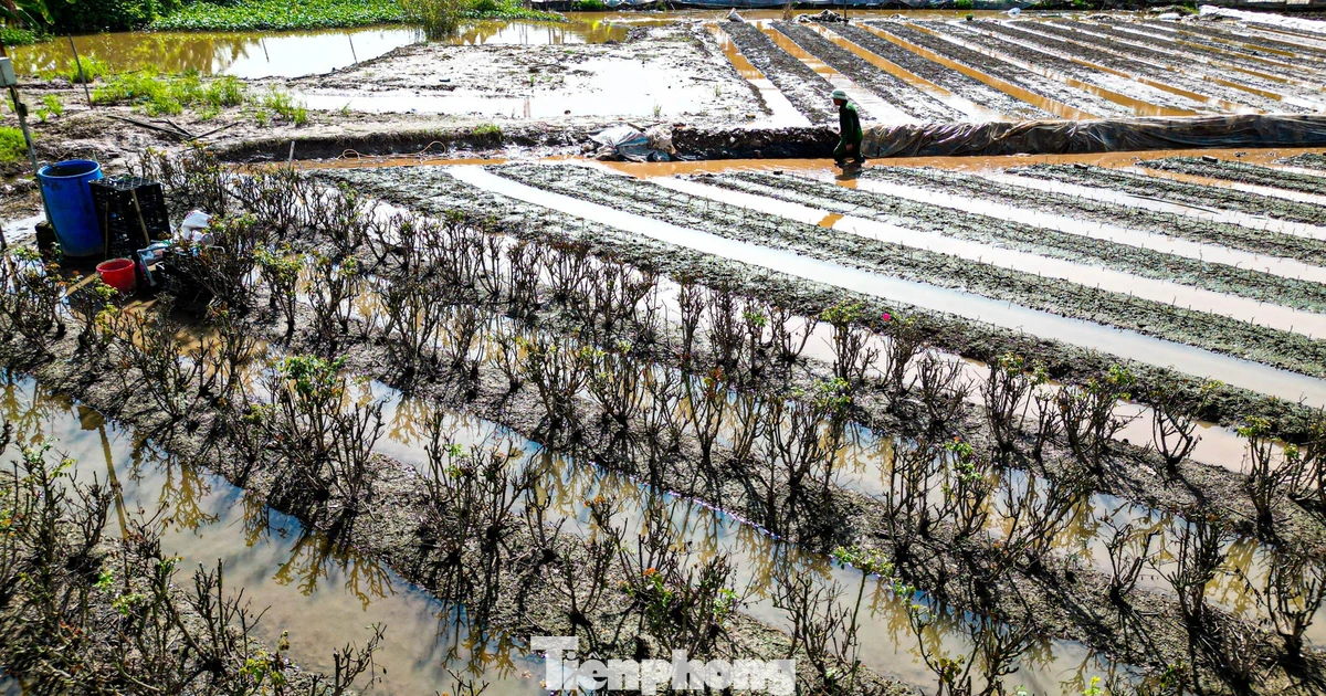 Làng hoa Tây Tựu tiêu điều, thất thu vụ hoa dịp 20/10