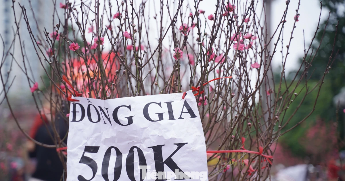 Người Hà Nội đổ xô đi săn đào, quất... đồng giá