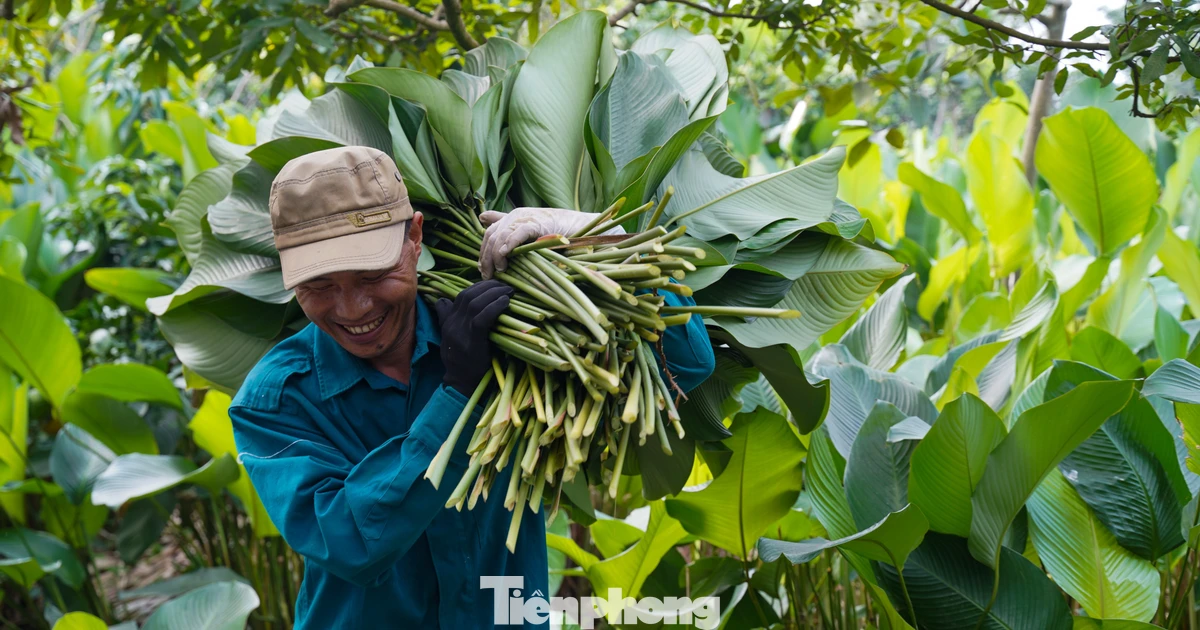 Làng nghề lá dong Tràng Cát vào vụ Tết, người dân tất bật 'hái lá đếm tiền'