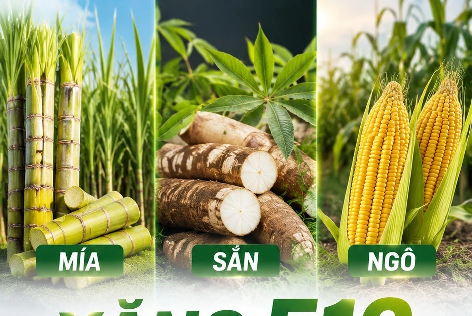 Từ mía, sắn, ngô đến bình xăng E10