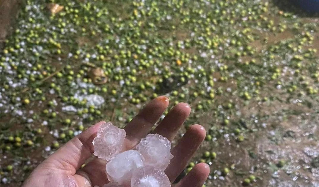 Mưa đá 'tàn phá' hàng trăm ha mận, táo ở Sơn La