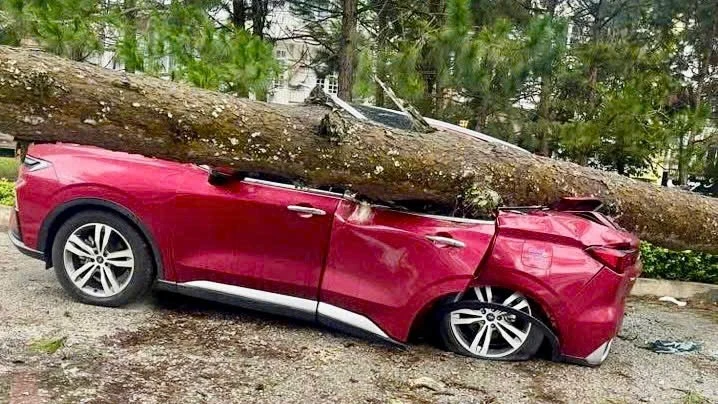 Lâm Đồng: Mưa lớn, gió mạnh quật đổ nhiều cây xanh, đè bẹp xe ô tô, tốc mái nhà