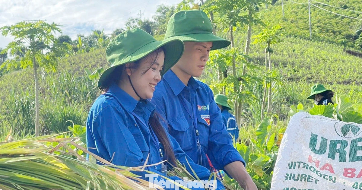 Thanh niên tất bật giúp người dân gặt lúa, chạy lũ