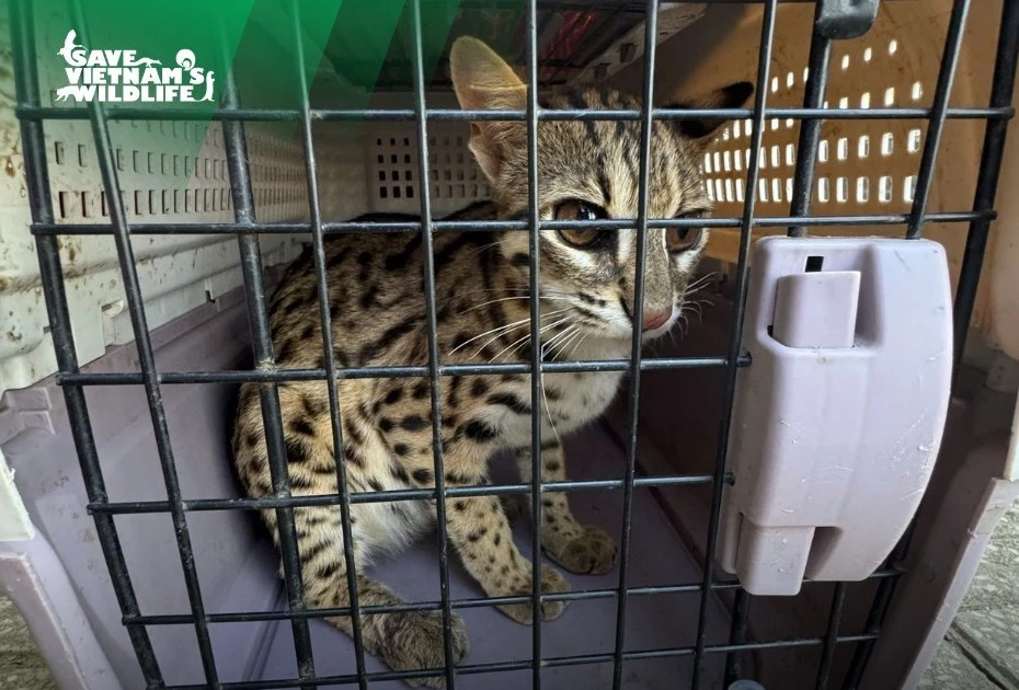 Gặp động vật quý hiếm, người dân lập tức bàn giao cho kiểm lâm