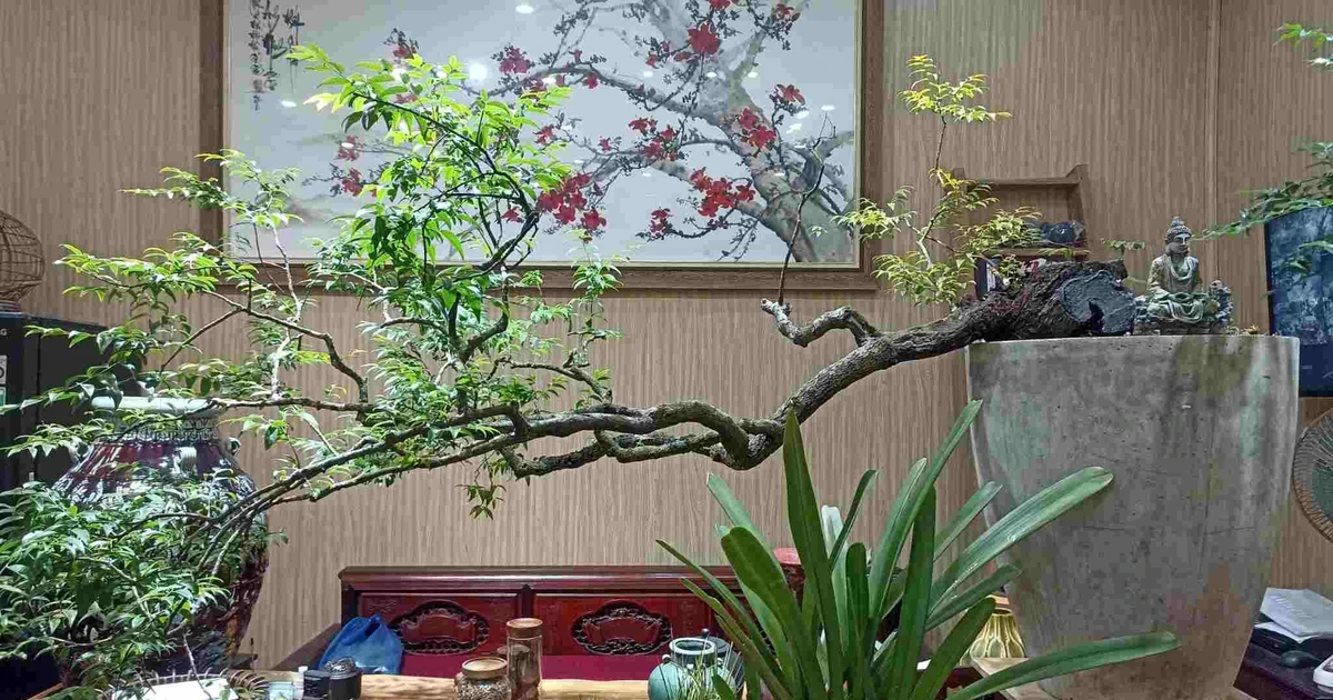 Vì sao nghiêm cấm khai thác, buôn bán cây Muội hồng?