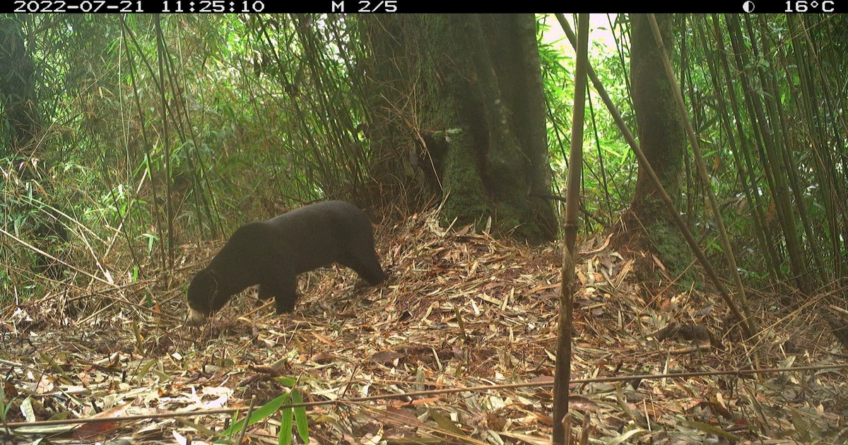 Tìm thấy loài gấu cực kỳ quý hiếm ngoài tự nhiên