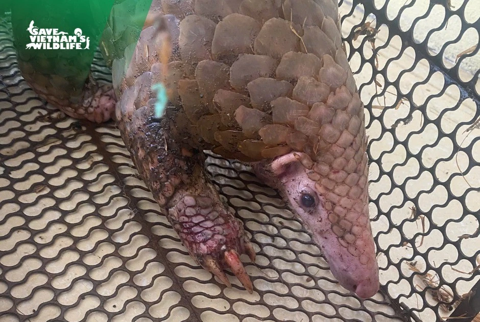 Cứu hộ một cá thể động vật quý hiếm bị thương nặng