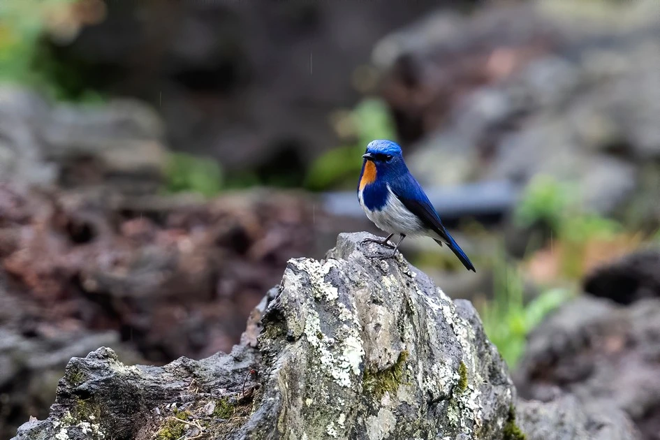 Hệ chim rực rỡ ở Vườn quốc gia Bát Xát