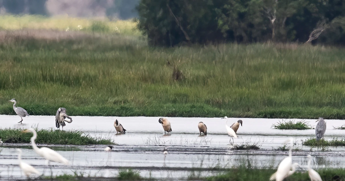 Hàng ngàn chim quý hiếm bay về, Tràm Chim hồi sinh