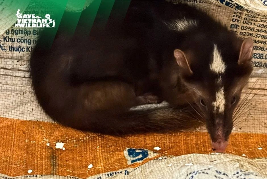 Cứu hộ thành công nhiều động vật quý hiếm