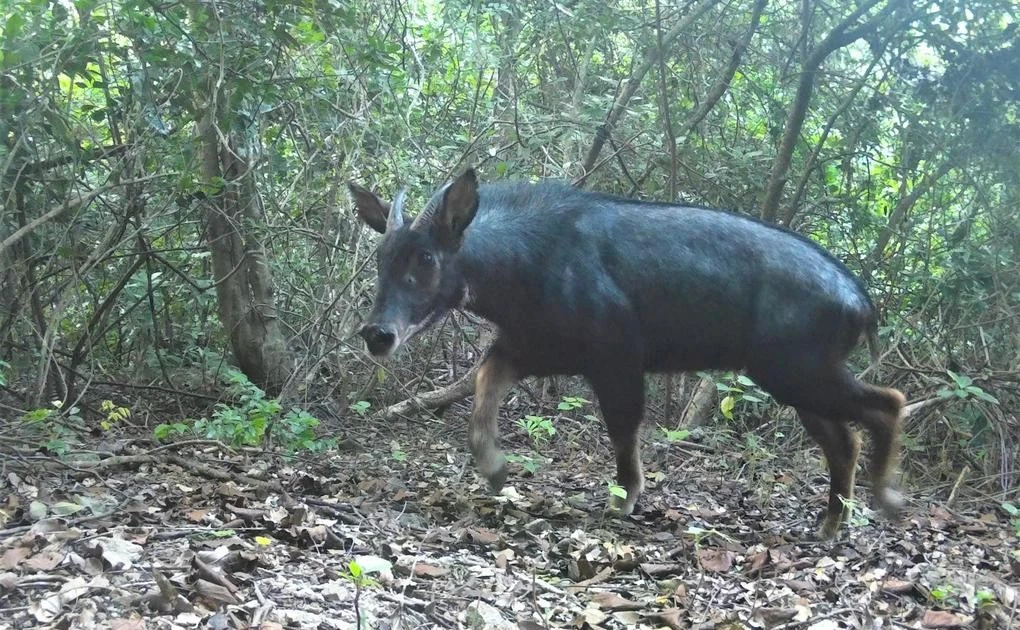 Phát hiện loài động vật cực kỳ quý hiếm tại Đắk Lắk