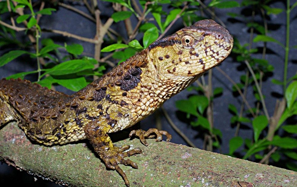 Hồi sinh loài thằn lằn cá sấu cực kỳ quý hiếm tại Việt Nam