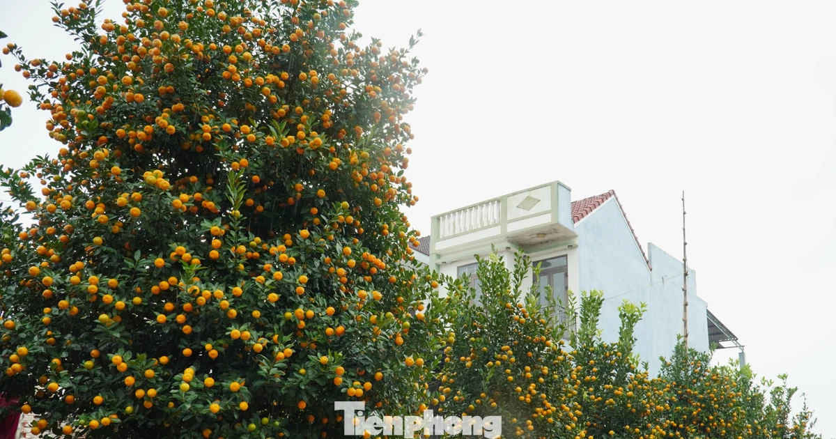 Quất được mùa, trái to như quýt, nhà vườn chốt đơn vèo vèo
