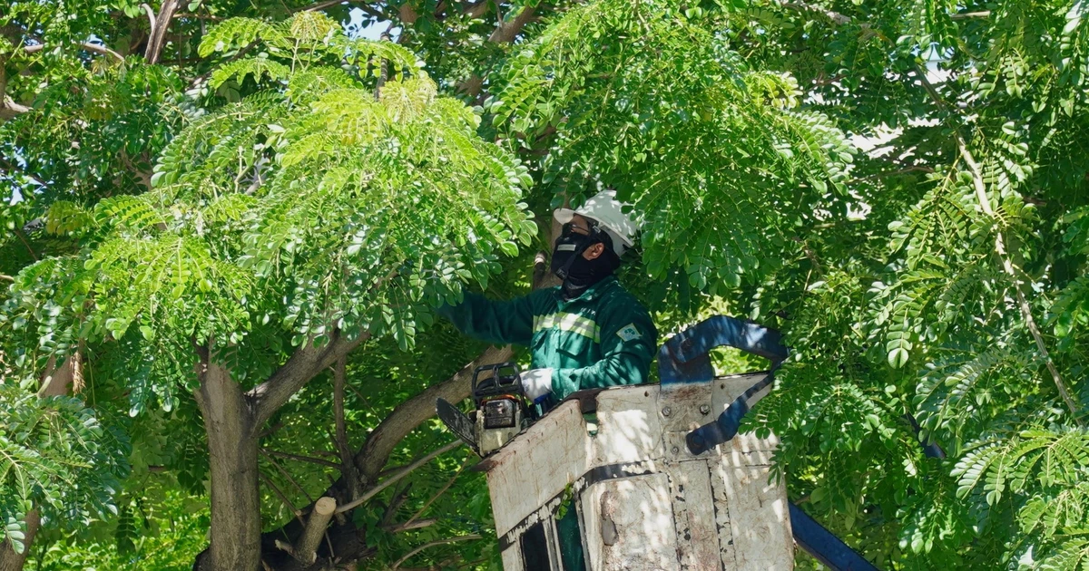 Đà Nẵng cắt tỉa hàng loạt cây xanh phòng chống bão