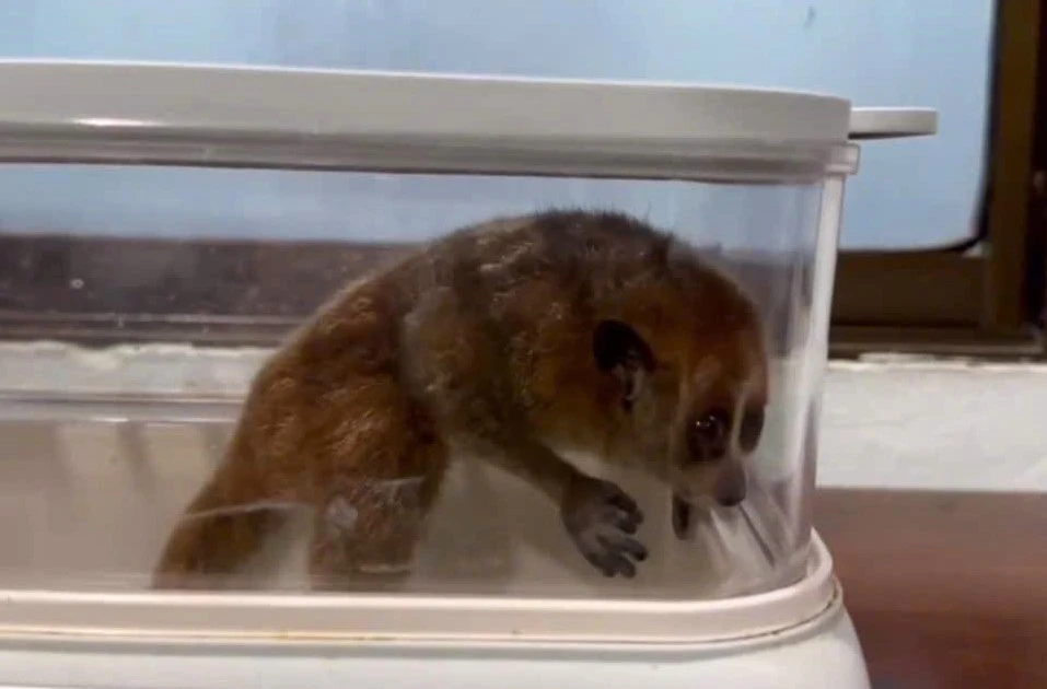 Động vật quý hiếm leo lên cục nóng điều hòa nhà dân ở Đà Nẵng