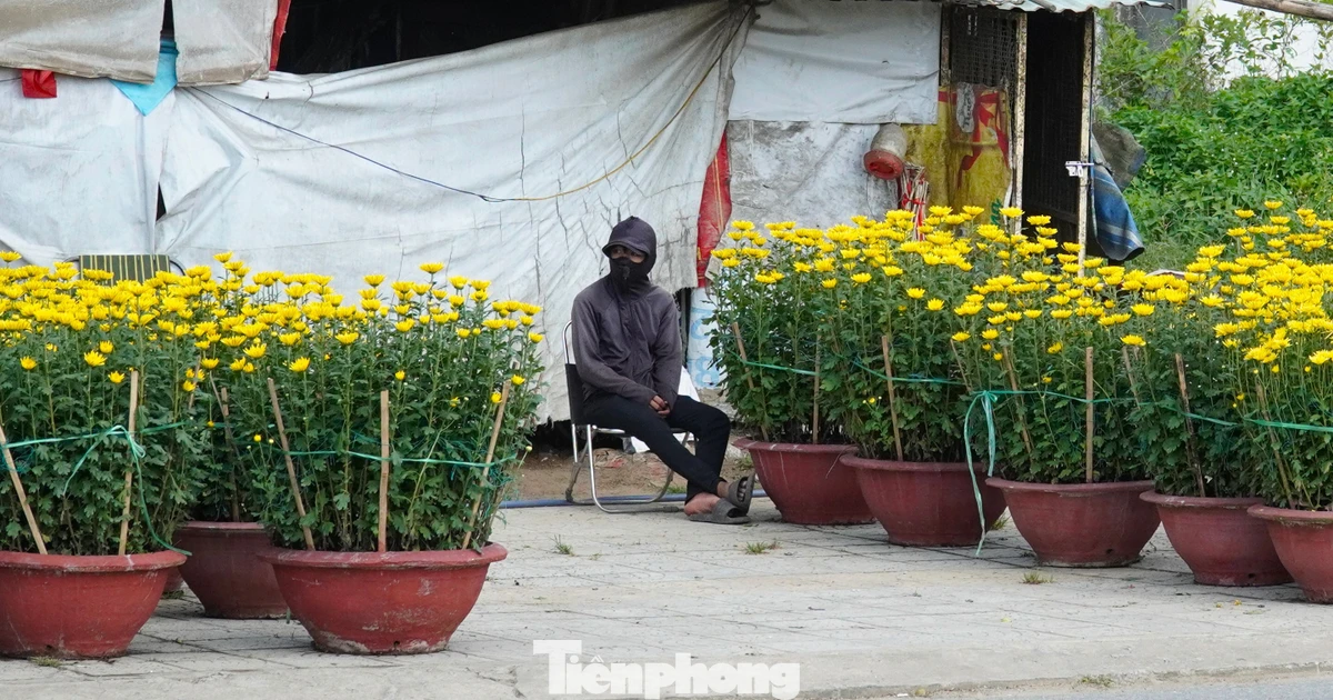 ‘Giá hoa cúc thấp hơn năm trước mà người mua chẳng thấy đâu’