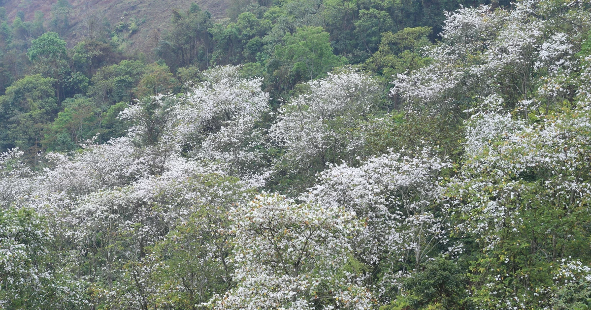 Ngắm quần thể ban cổ thụ hiếm có giữa núi rừng Tây Bắc