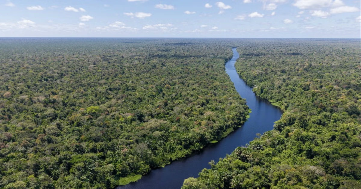 Biến đổi khí hậu khiến cây ở rừng Amazon to lớn hơn, hiện tượng khác thường kỳ diệu đi ngược lại logic