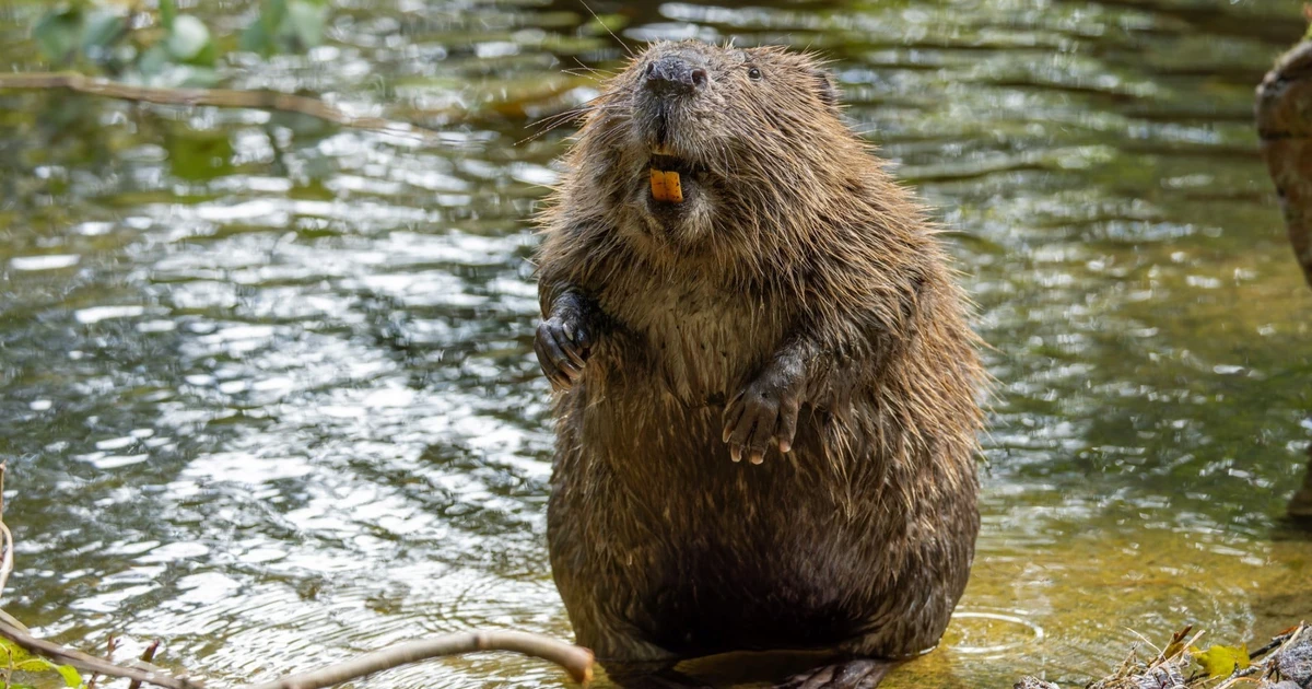 Vũ khí bí mật để chống lại khí thải carbon