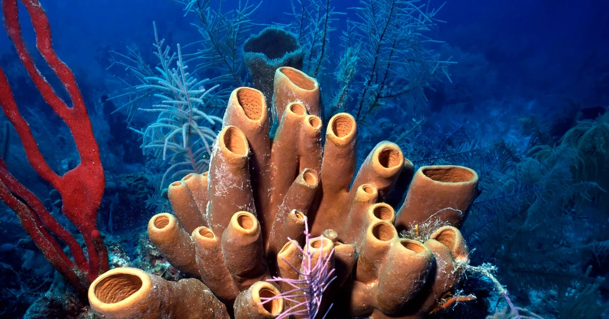 Bọt biển có thể đã là những sinh vật sống đầu tiên trên Trái Đất