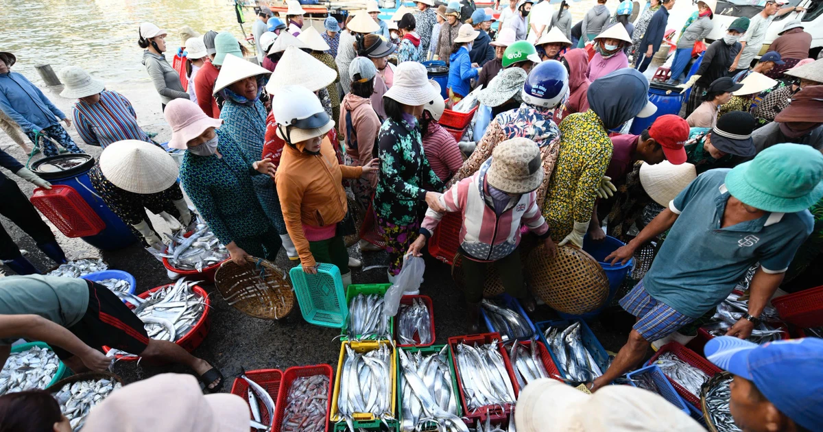 Đông nghịt người đón 'lộc biển' bến cá Vĩnh Trường lúc rạng sáng