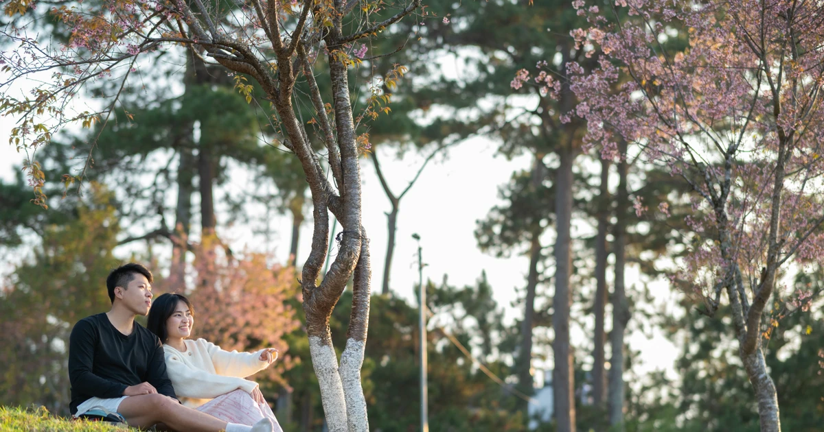 Mai anh đào Đà Lạt bung nở rực rỡ dịp Valentine