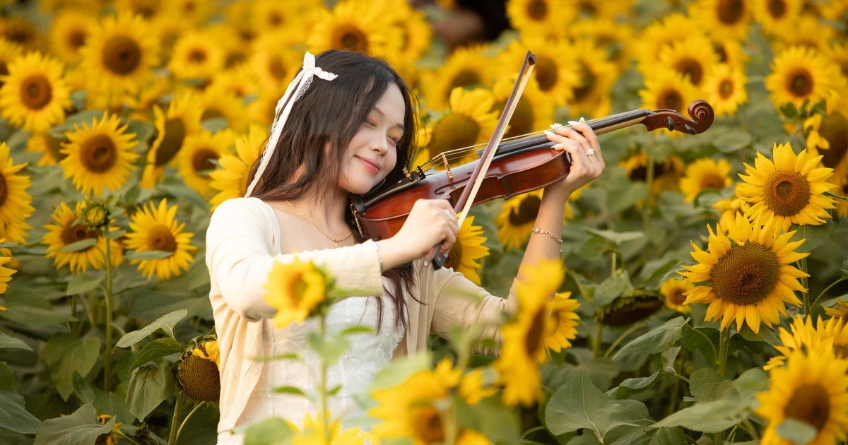 Thảm hoa hướng dương tại Hà Nội thu hút các bạn trẻ