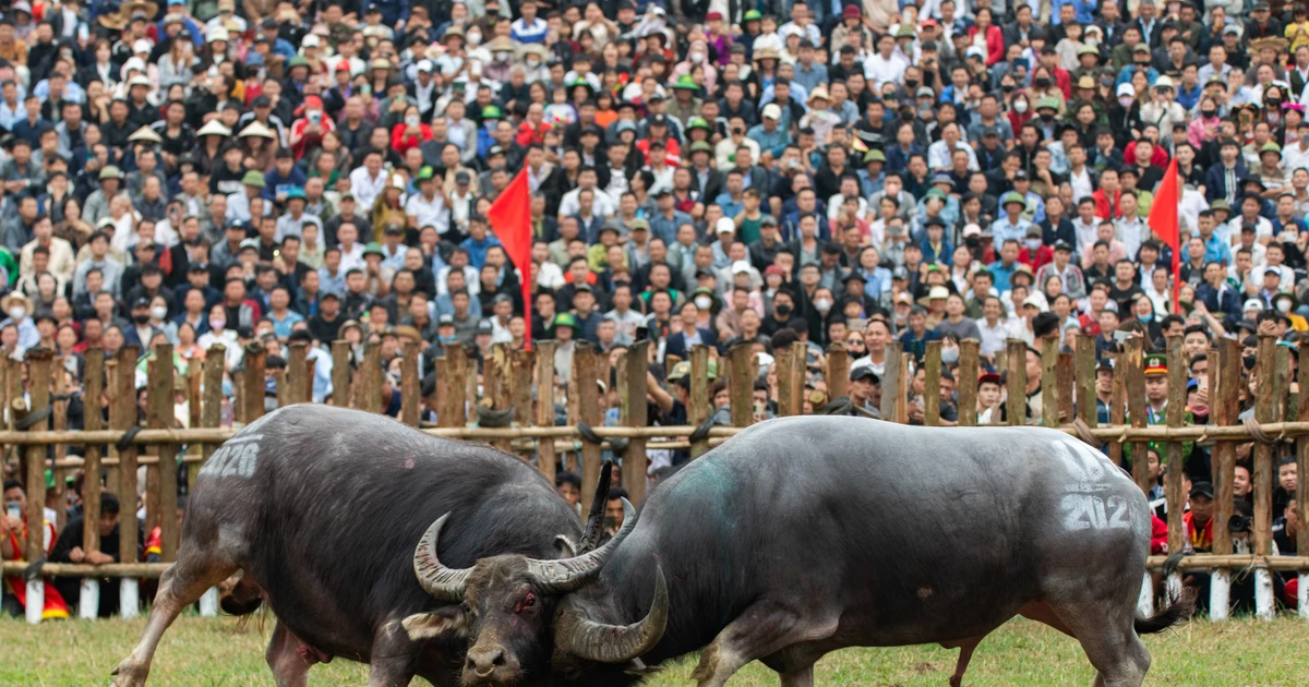 ẢNH: Kịch tính lễ hội 'đấu ngưu' làng Hải Lựu