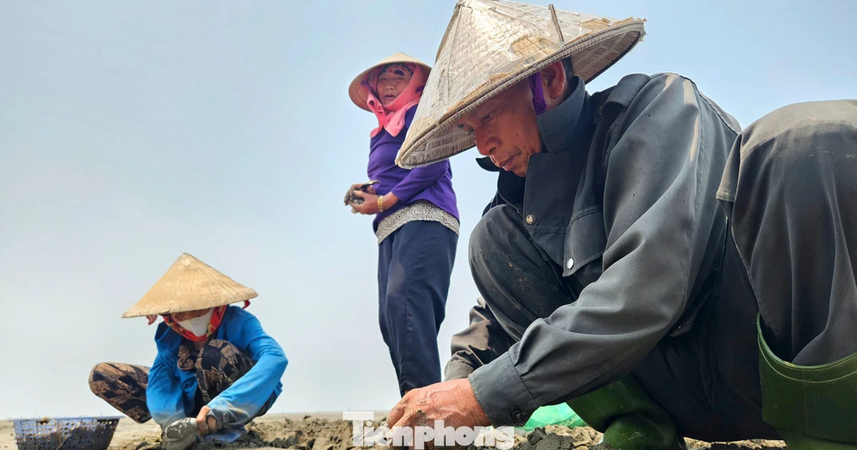 Nhọc nhằn nghề nuôi ngao trên bãi triều ven biển Nghệ An