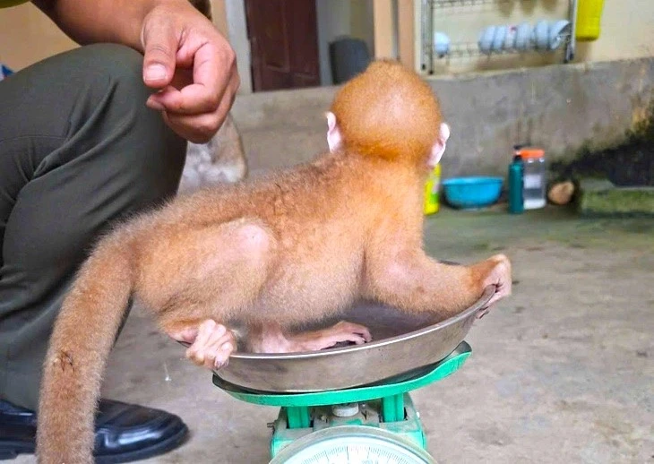 Nhiều động vật quý hiếm được cứu hộ thả về môi trường tự nhiên