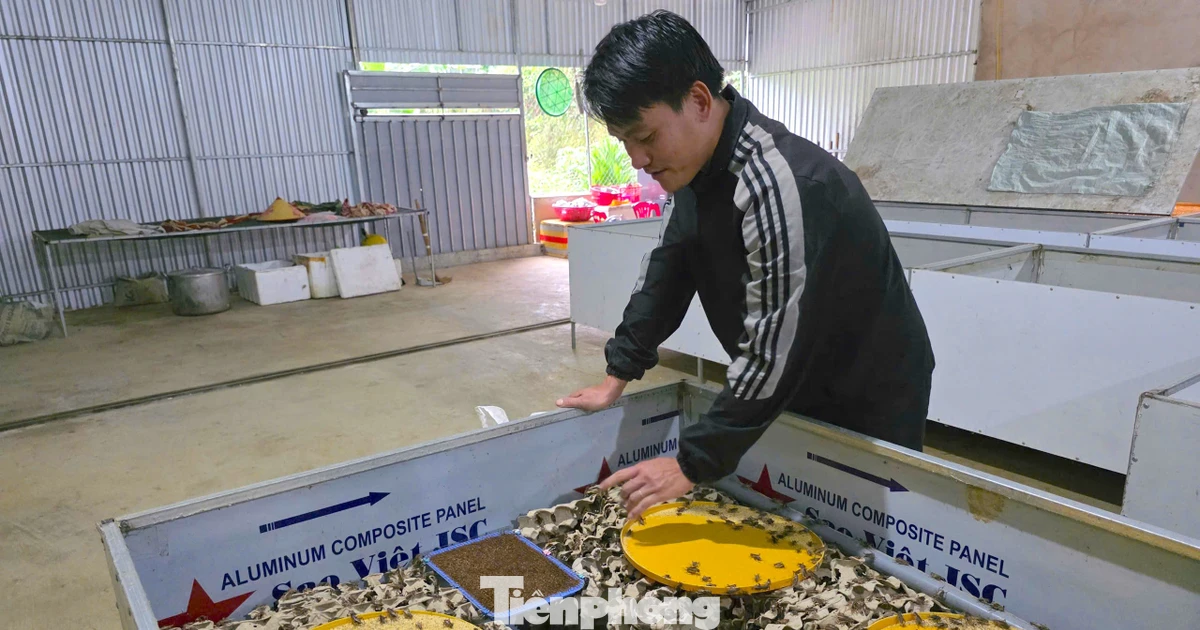 Thanh niên rời phố về bản, tạo sinh kế mới từ con dế