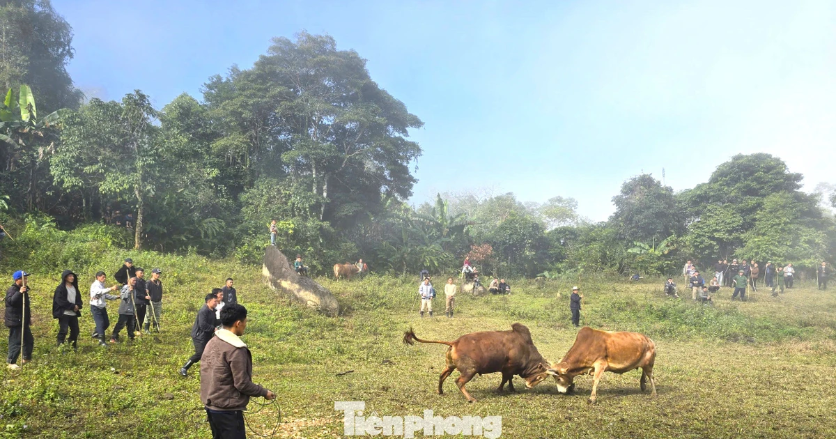 Màn chọi bò của người Mông