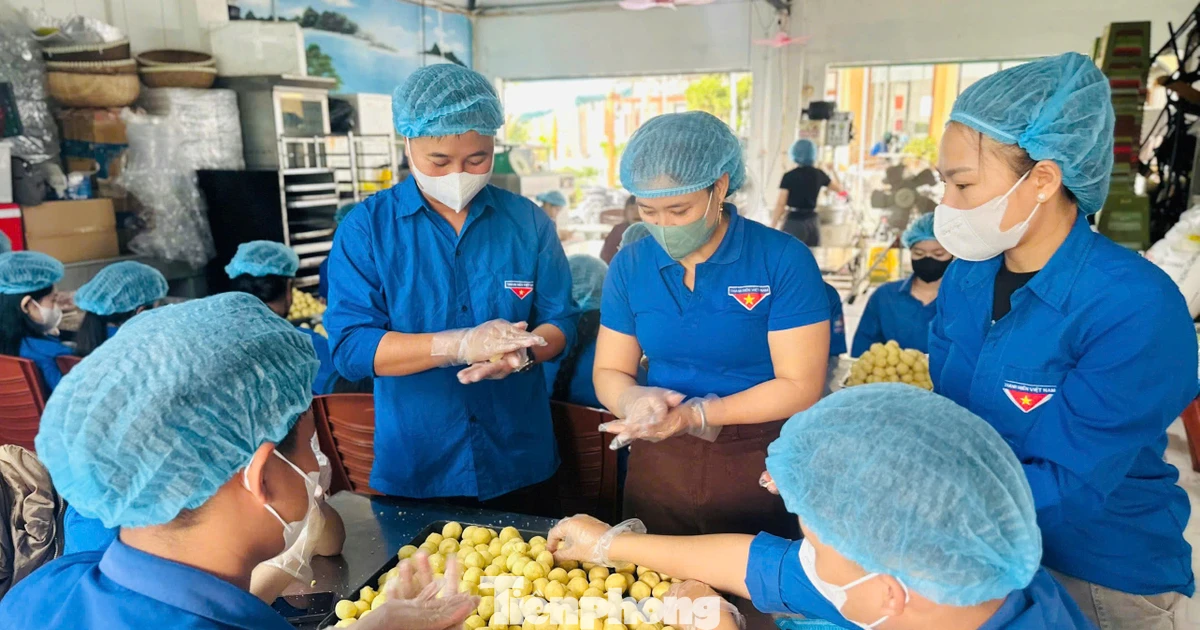 Thanh niên làm bánh, bán hàng gây quỹ 'Đông ấm - Xuân yêu thương'