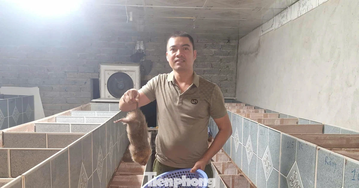 Nuôi dúi mốc, hướng đi mới giúp nông dân Nghệ An thoát nghèo bền vững