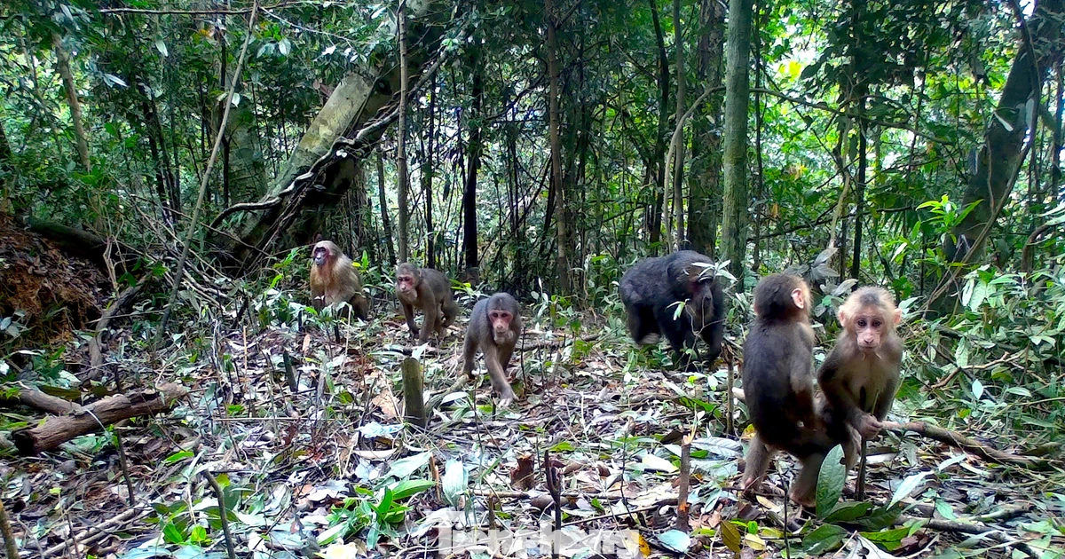 'Báu vật' hoang dã giữa đại ngàn Vườn quốc gia Pù Mát