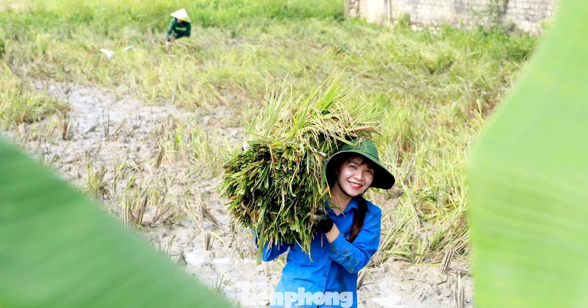 Màu áo xanh giữa mùa vàng trên đồng quê xứ Nghệ