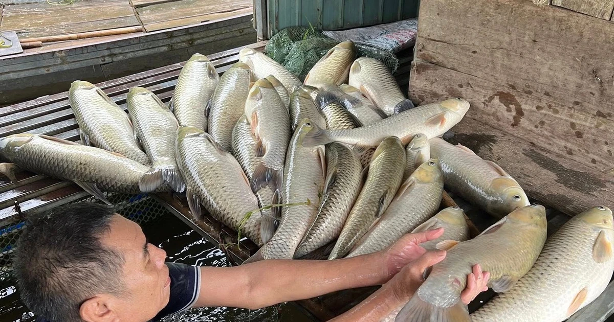 Cá lồng trên sông Lam chết hàng loạt, nhiều hộ dân mất trắng