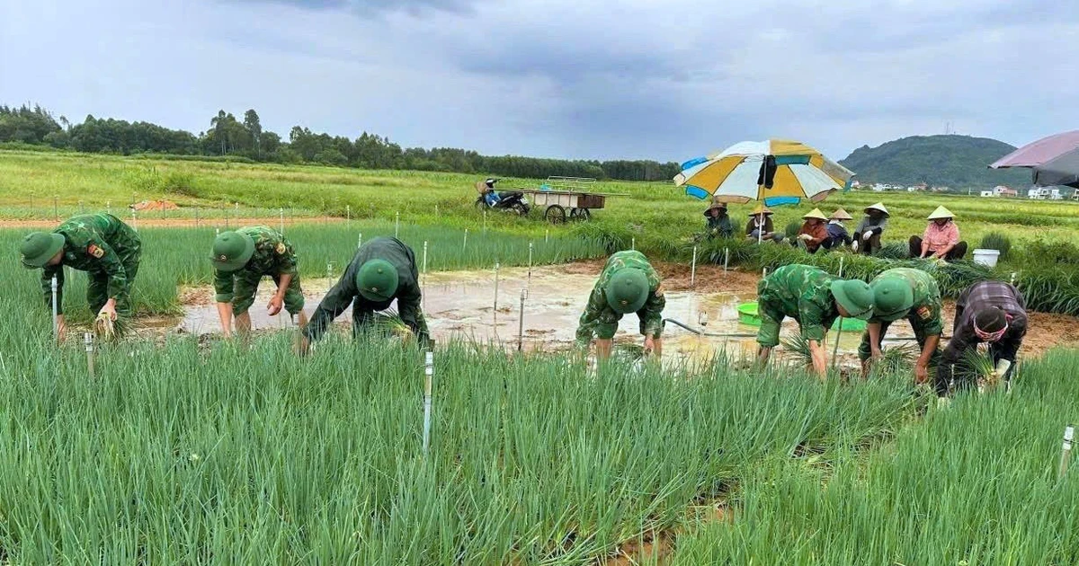 Vựa rau lớn nhất tỉnh Nghệ An ngập nặng, bộ đội cùng dân lội nước vớt vát mùa rau